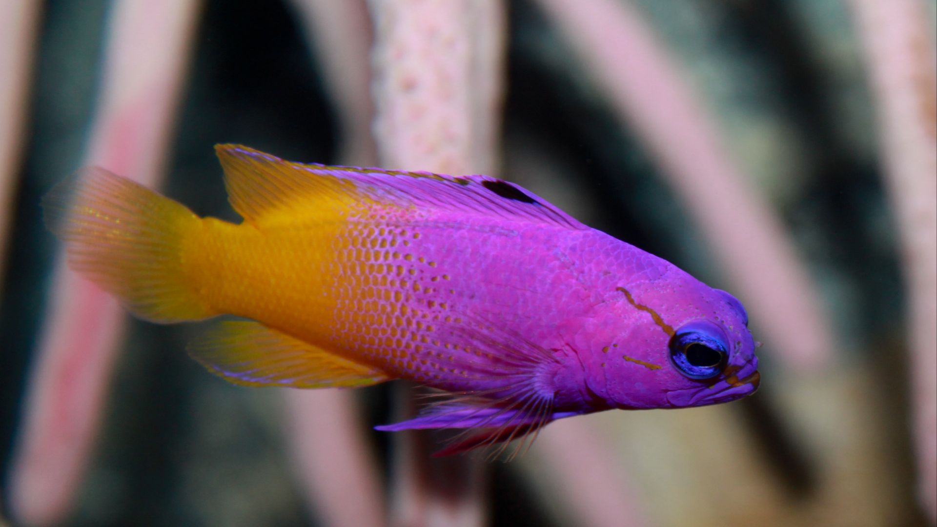 File:Gramma loreto, Fairy Basslet.jpg