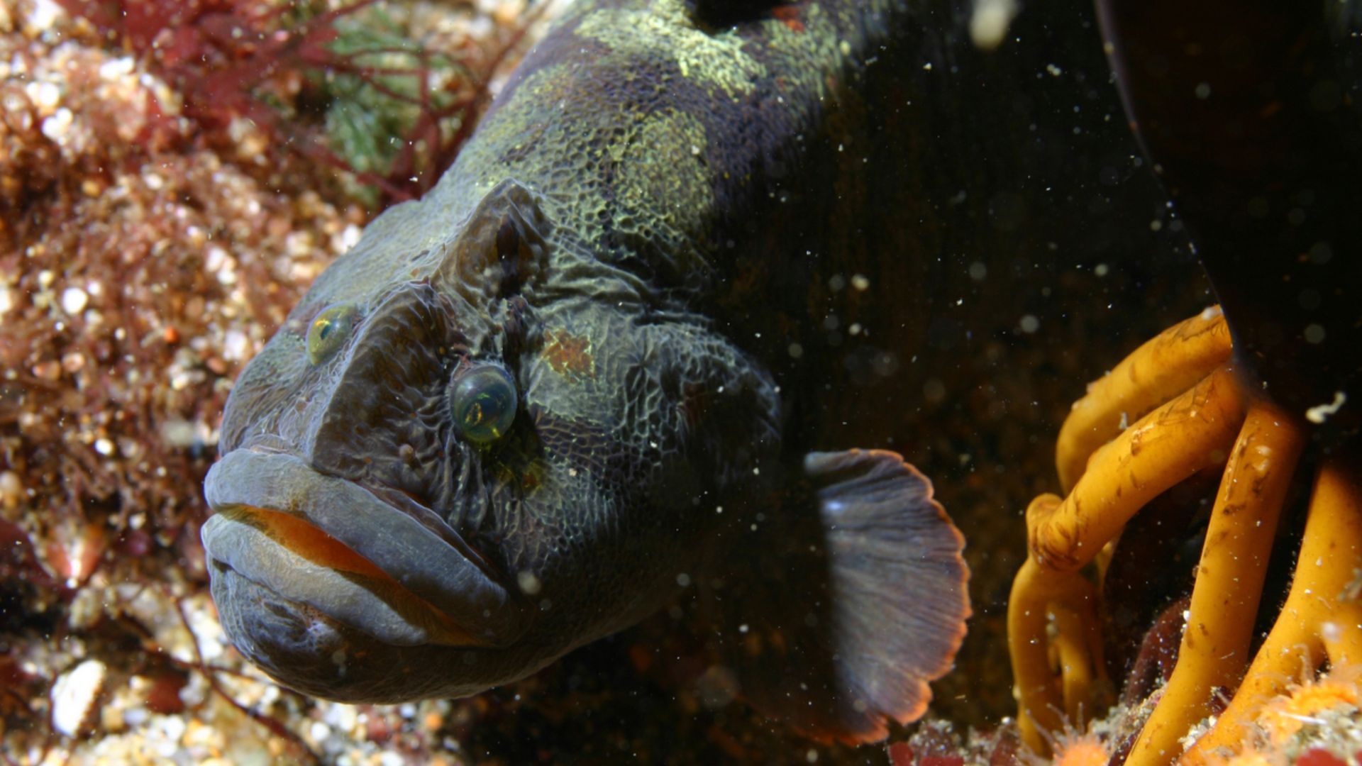 File:Cebidichthys violaceus.jpg