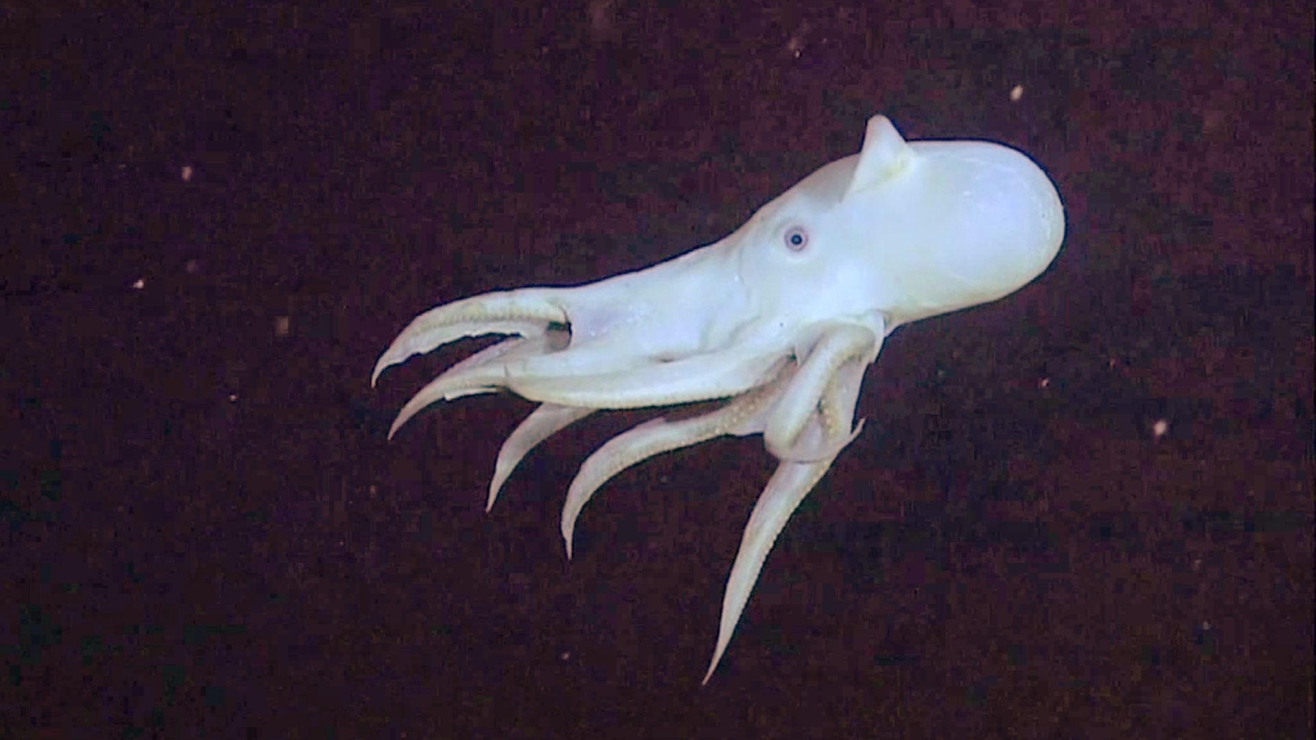 File:Grimpoteuthis bathynectes.jpg