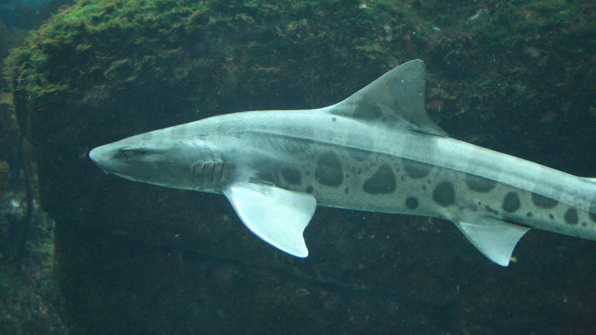 File:Triakis semifasciata monterey.jpg