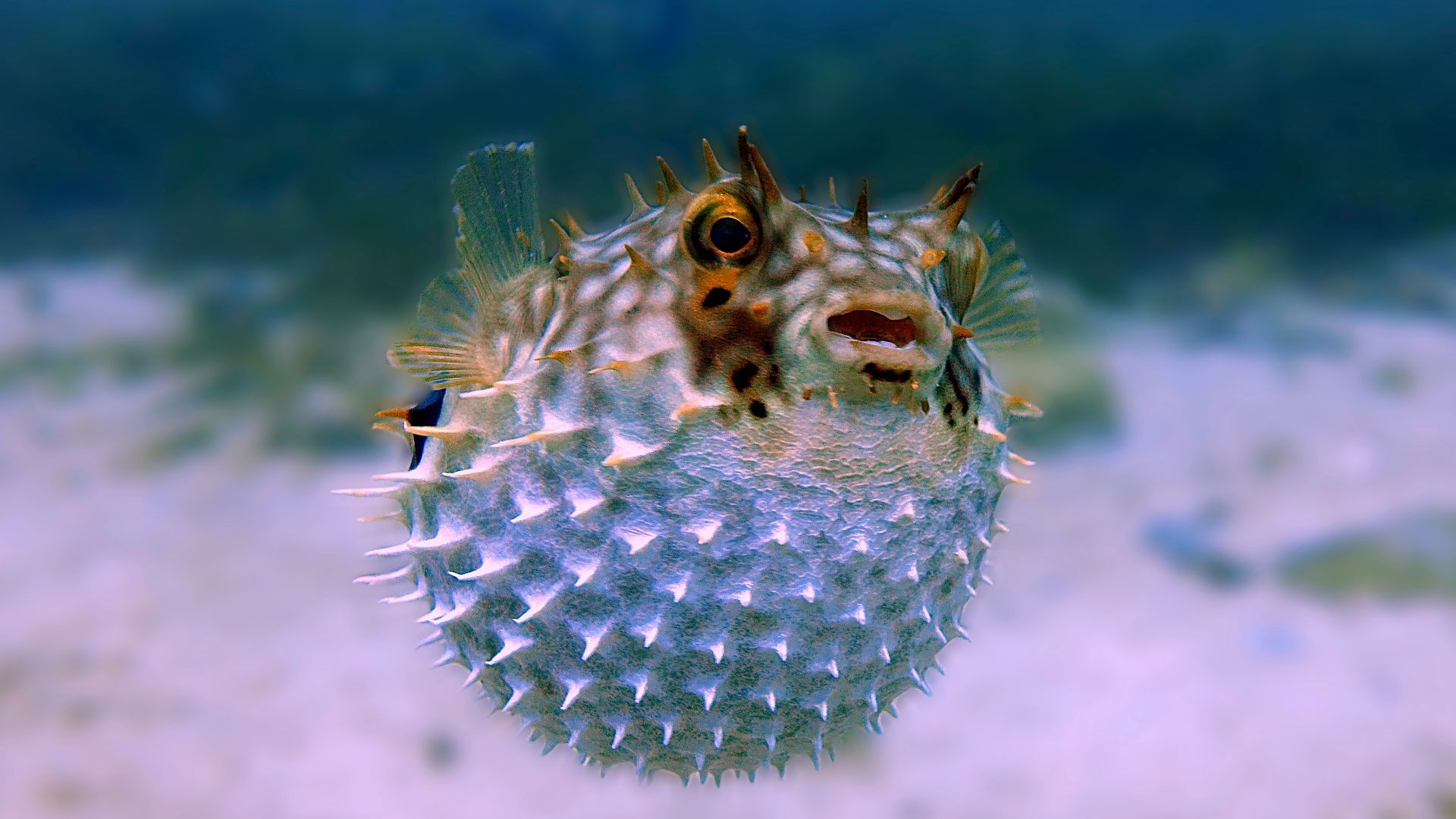 white and brown fish in close up photography