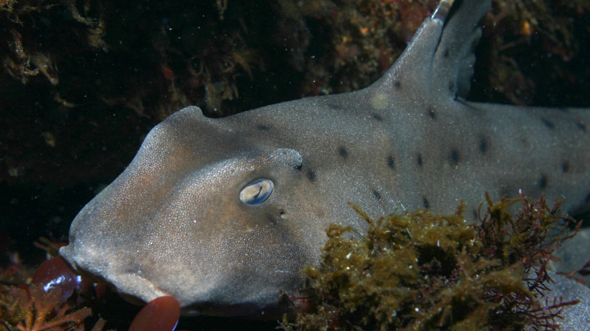 File:Heterodontus francisci.jpg