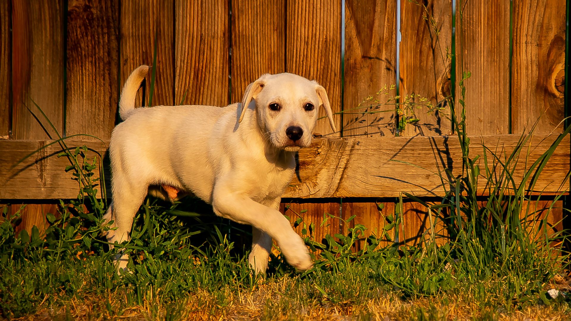 yellow labrador retriever puppy on green grass field