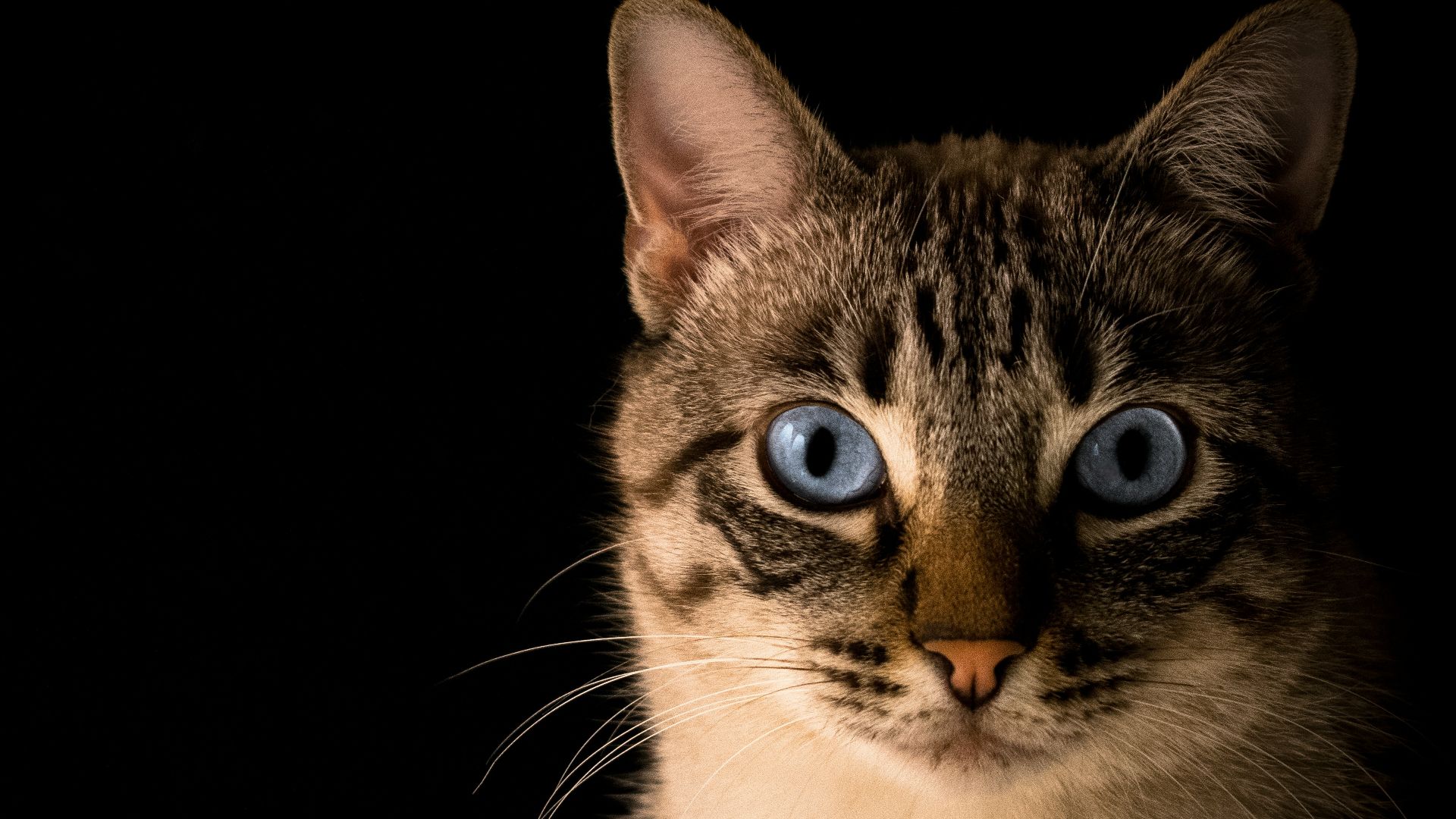 close up photo of tabby cat