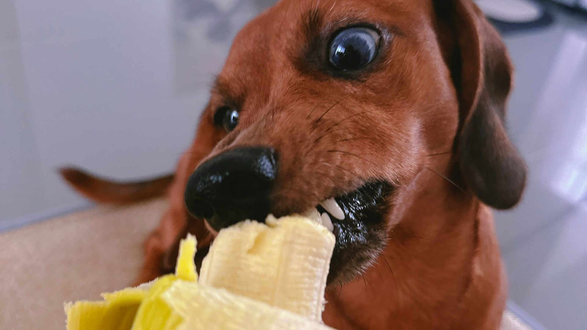 A brown dog eating a banana from a person's hand