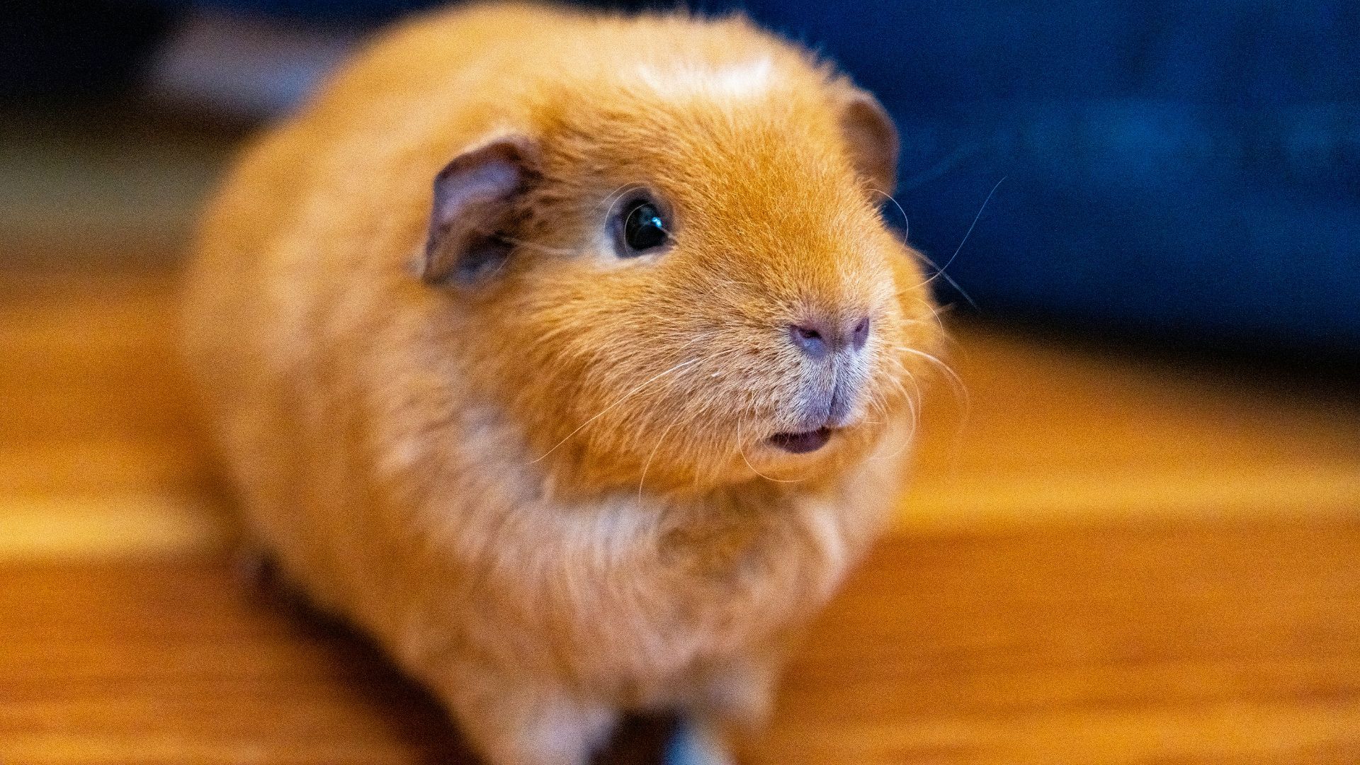 brown guinea pig on brown wooden table