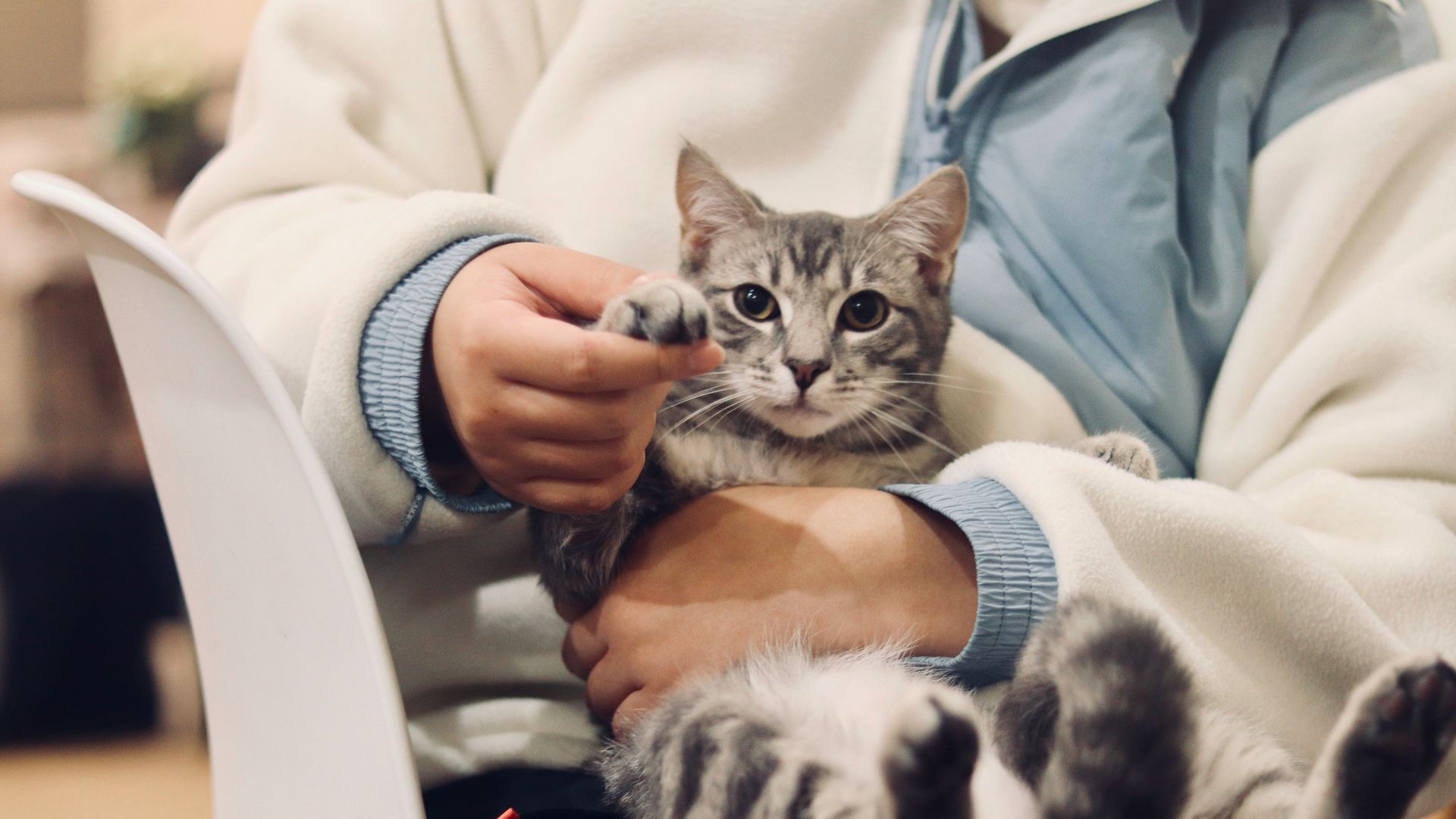 person holding silver tabby cat