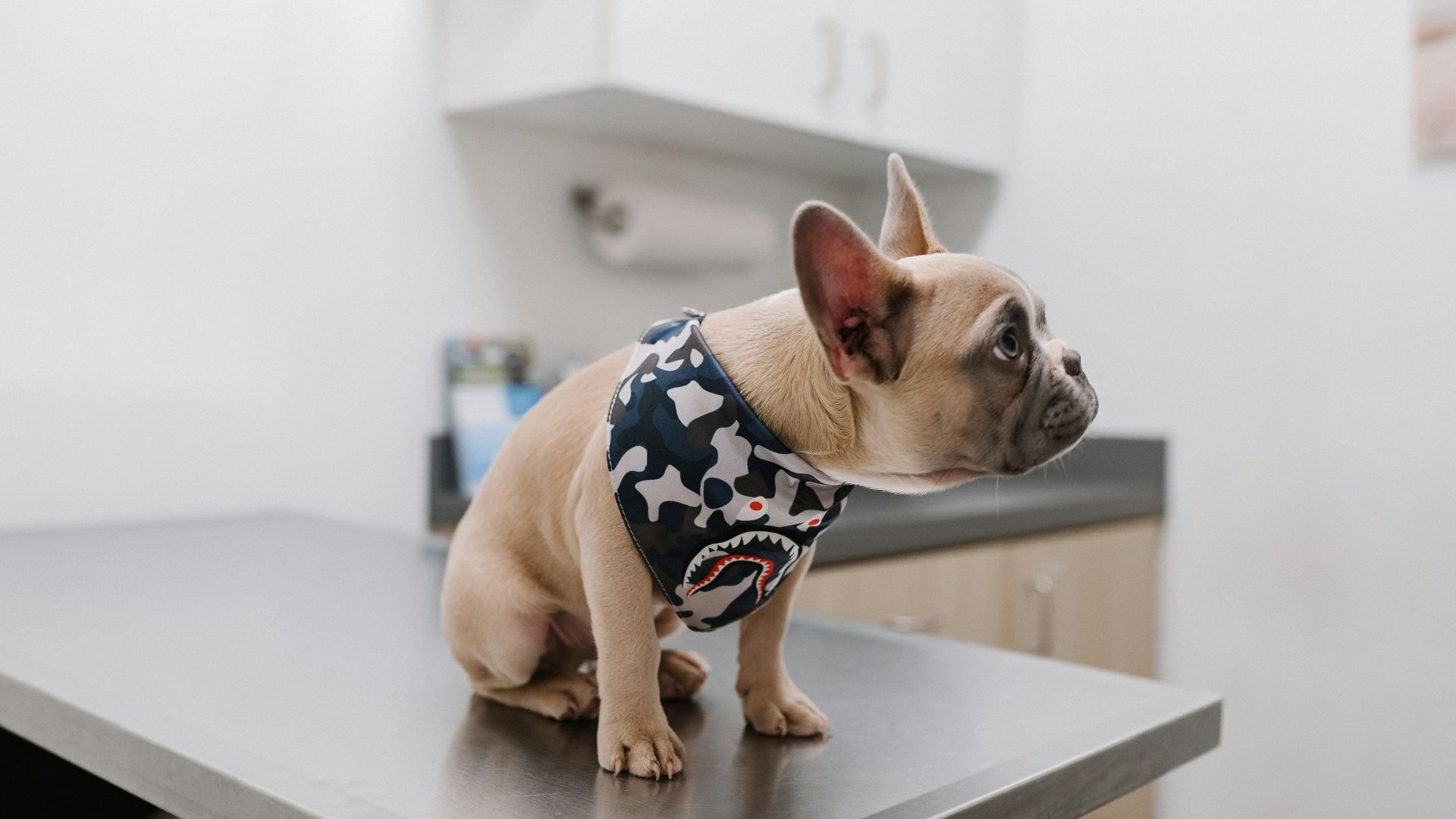 white french bulldog wearing blue and white polka dot shirt