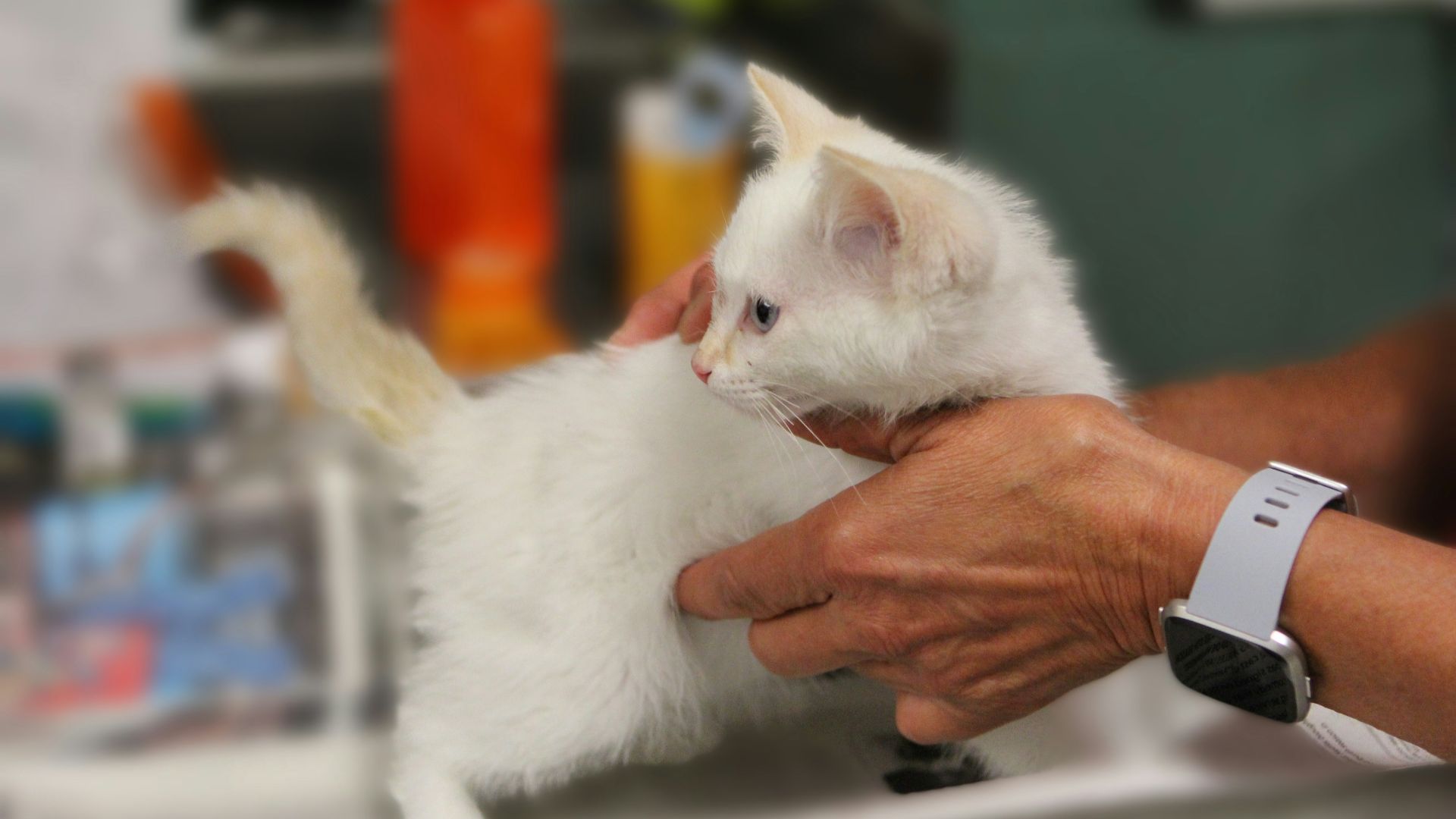 A person holding a small white kitten in their hands