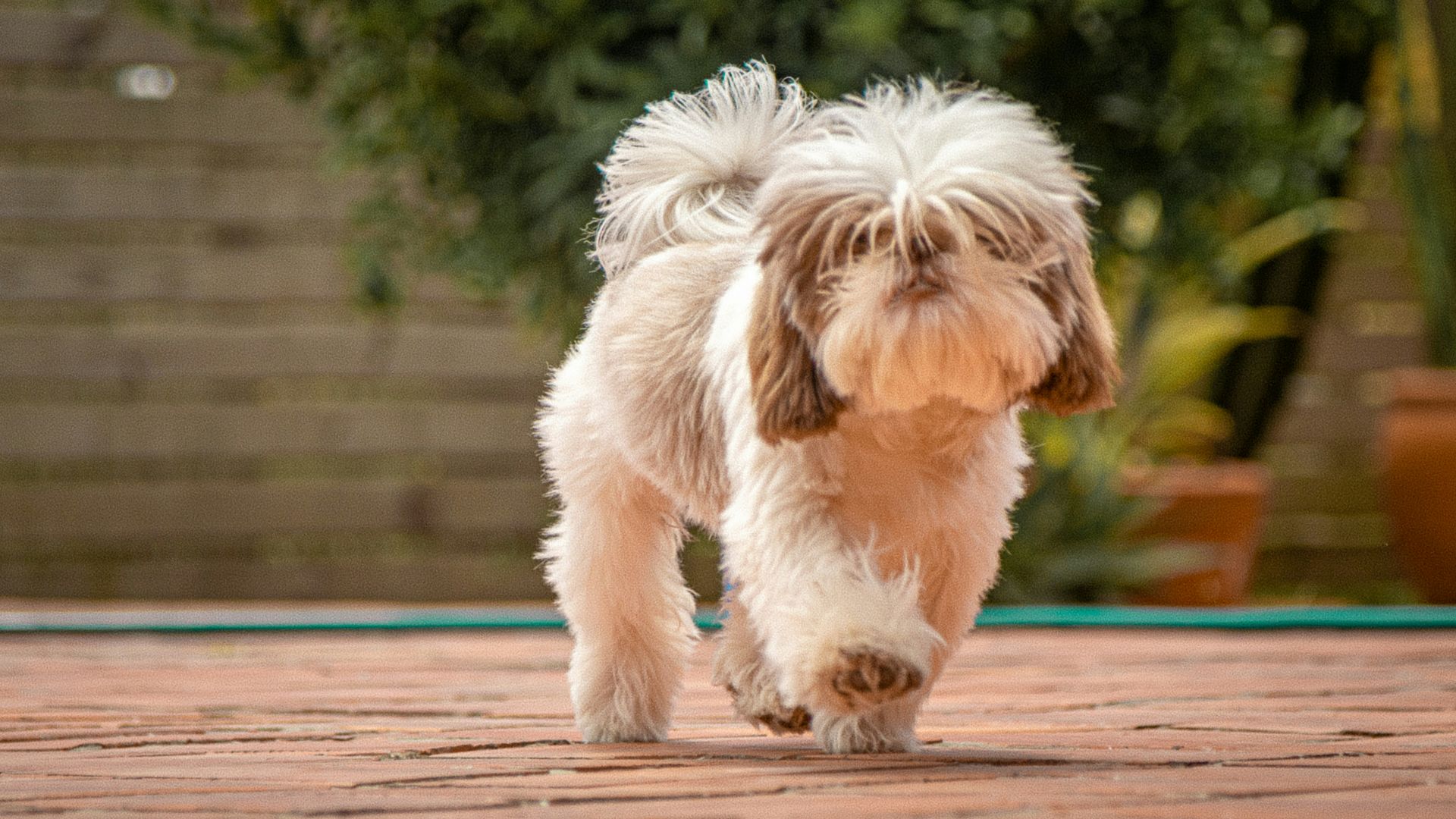 white and brown long coated small dog on brown wooden floor