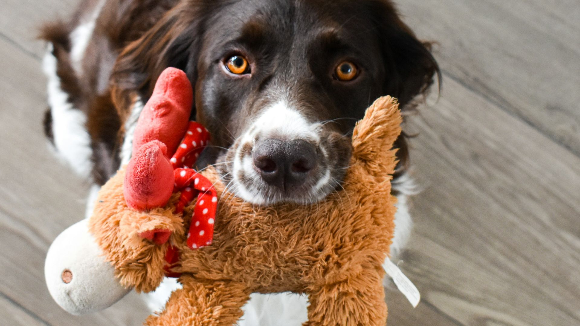 black and white short coated dog on brown bear plush toy