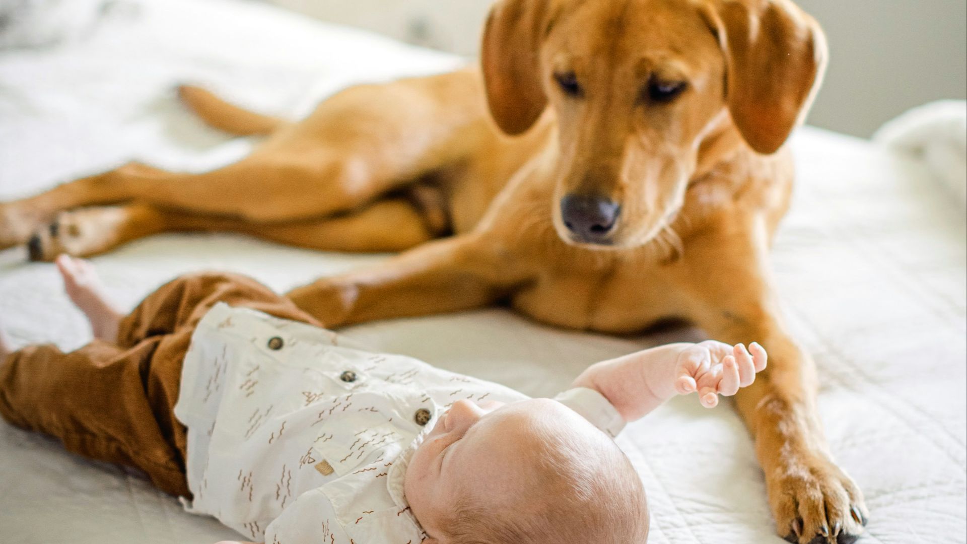 a brown dog laying on top of a bed next to a baby