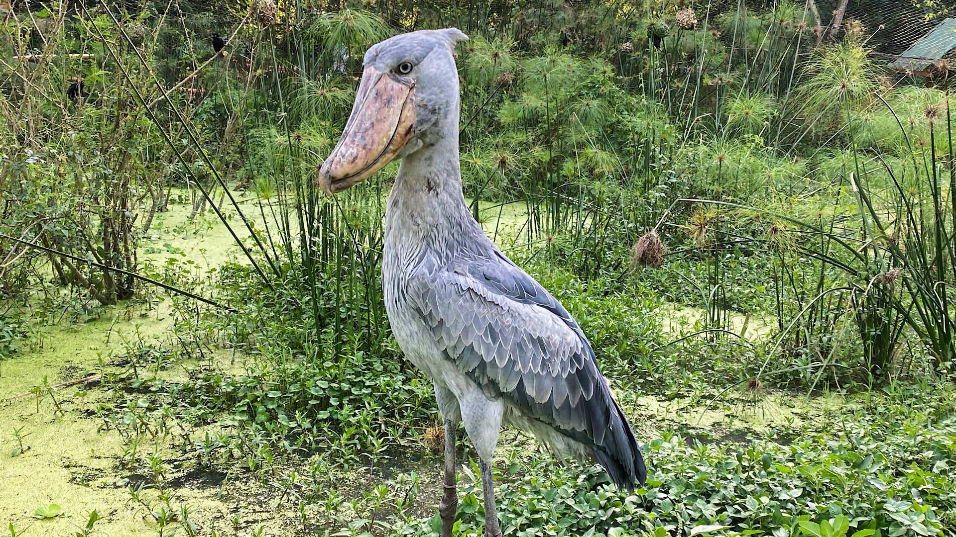 white and gray bird on brown tree branch during daytime
