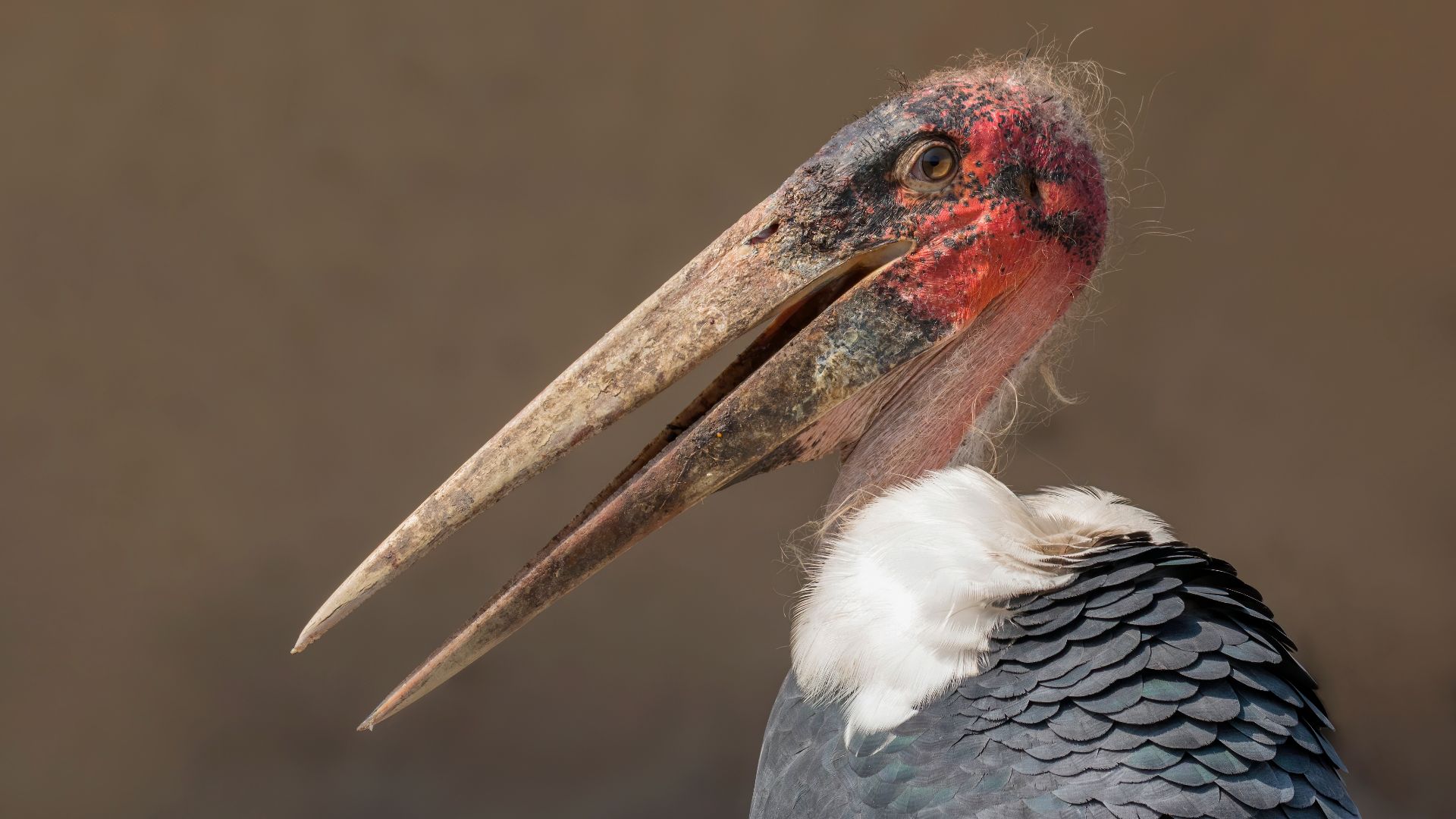 File:Marabou stork (Leptoptilos crumenifer) head.jpg