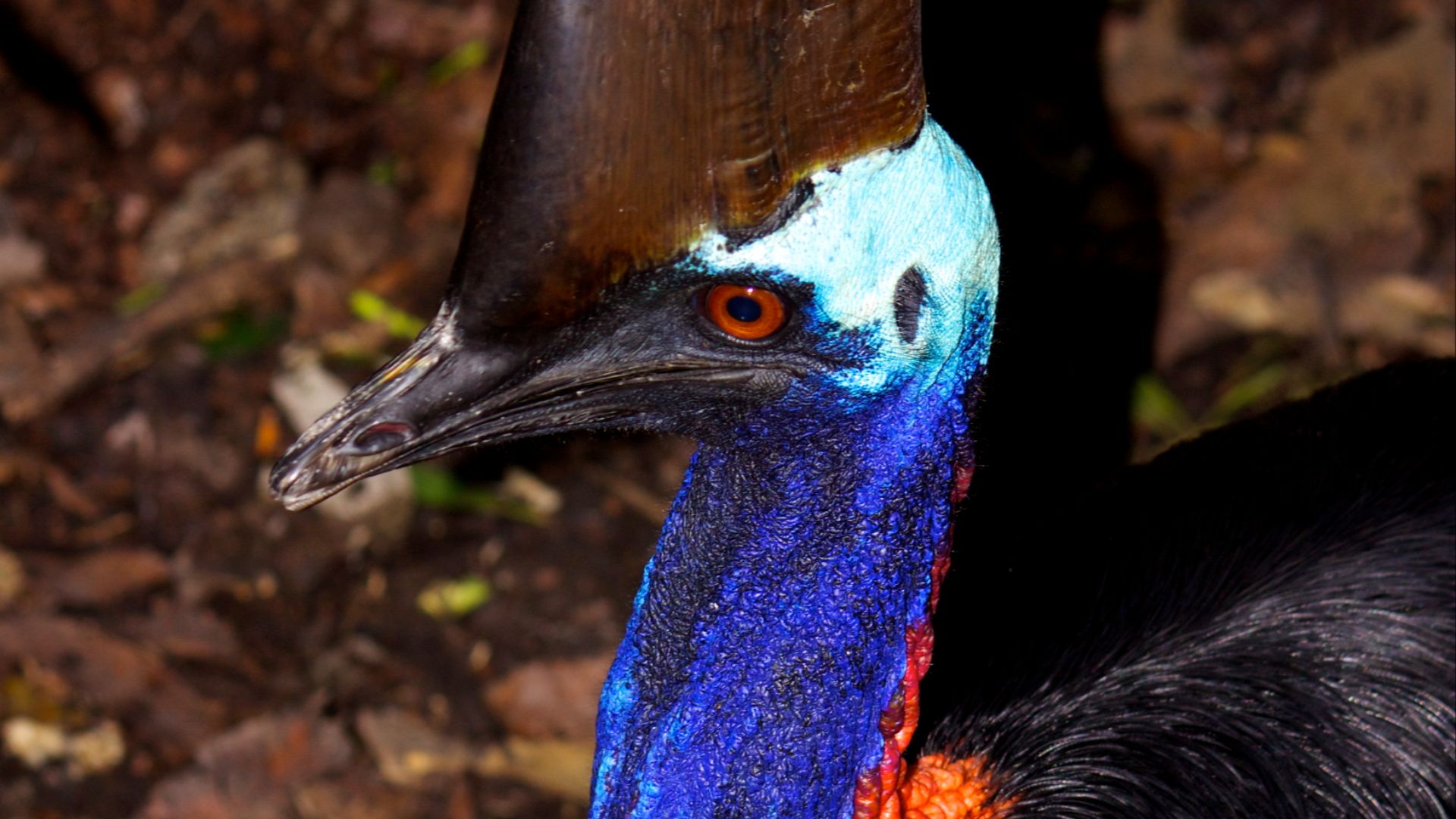 File:Casuarius casuarius Southern Cassowary Papua New Guinea by Nick Hobgood.jpg