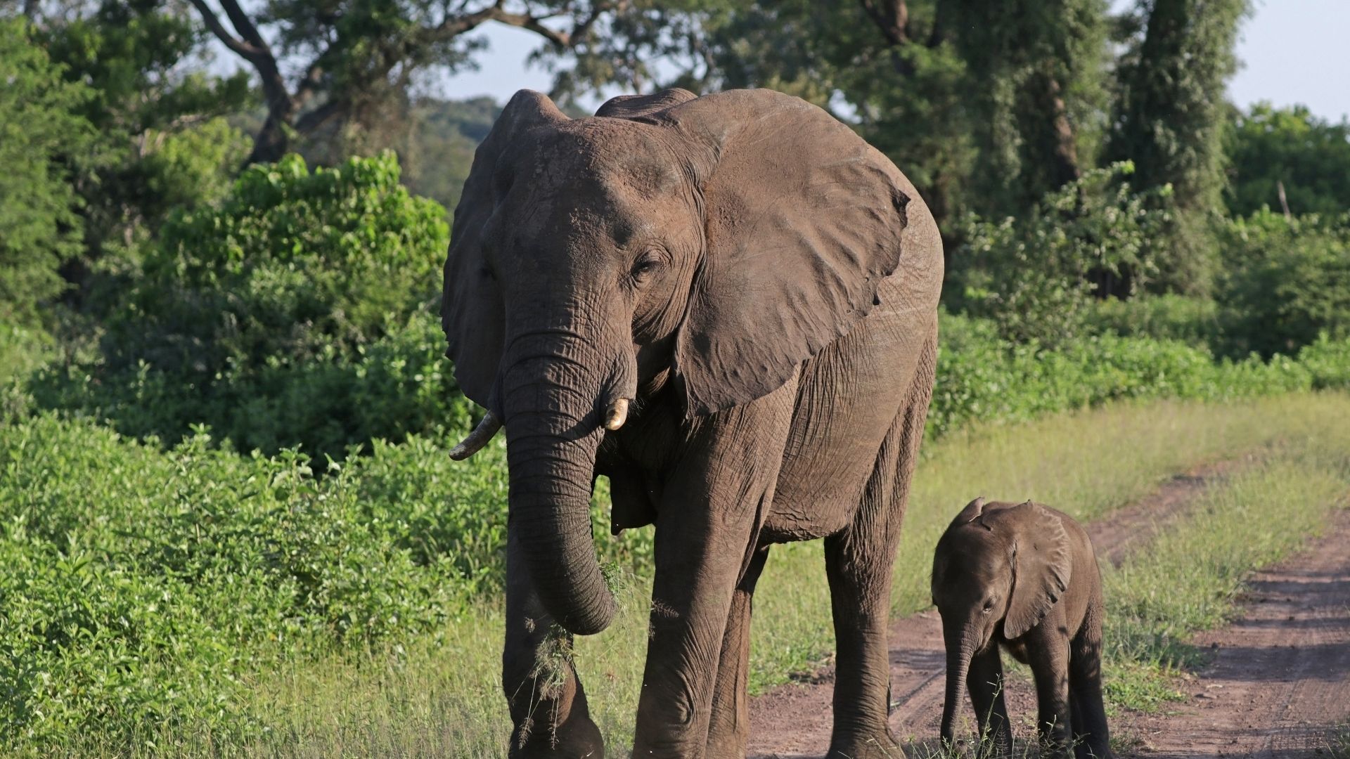 File:African bush elephants (Loxodonta africana) female with six-week-old baby.jpg