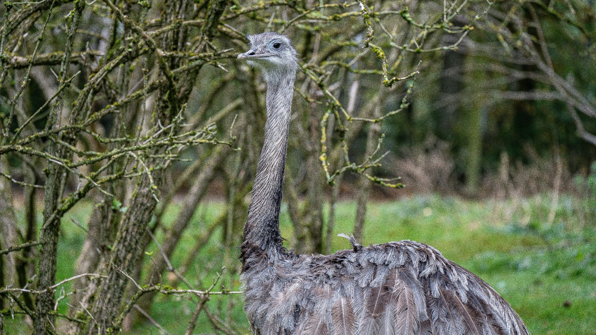 A large gray bird stands in a wooded area.