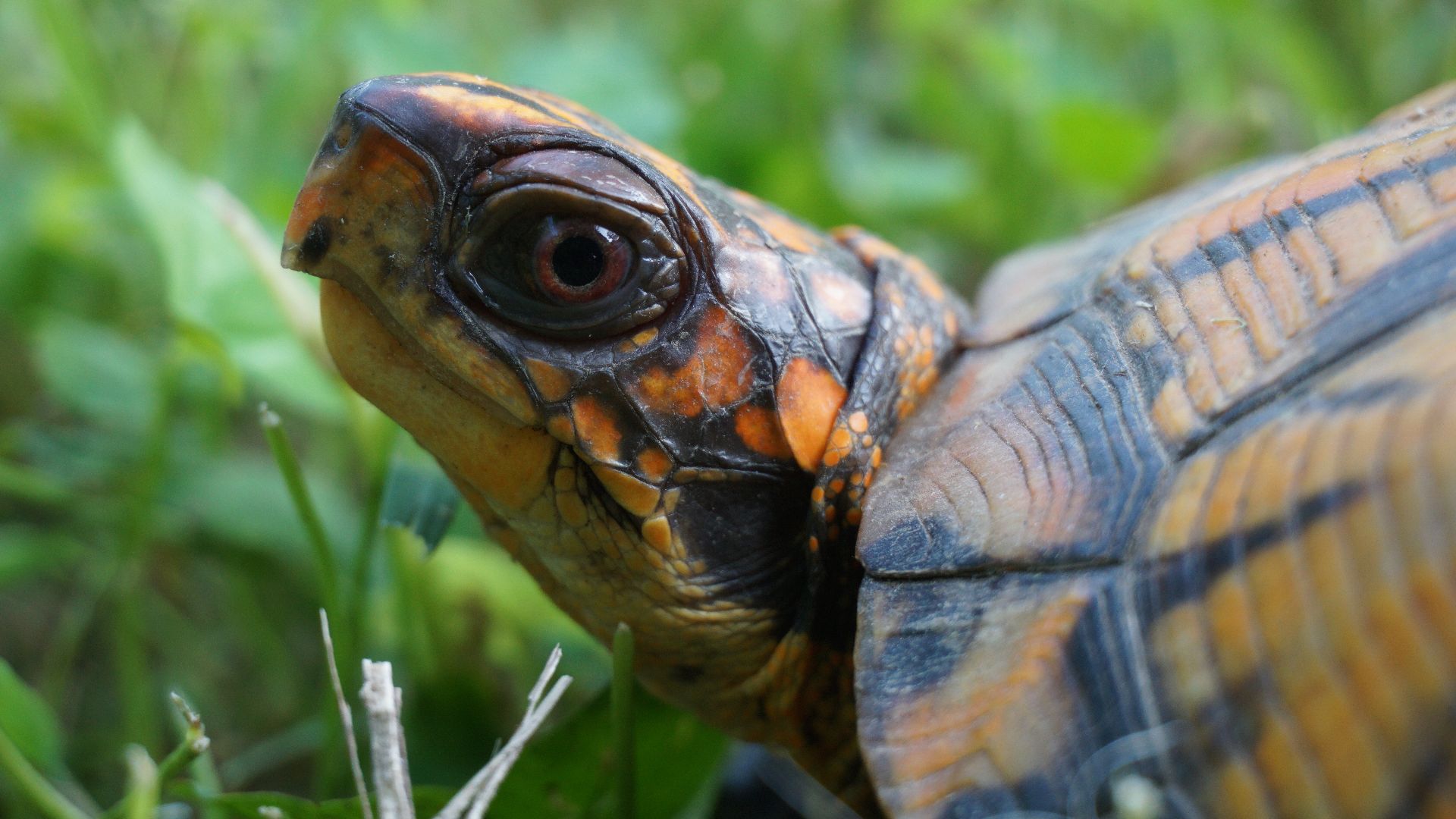 File:Terrapene carolina ssp. carolina - Eastern Box Turtle (6-01-23) 03.jpg