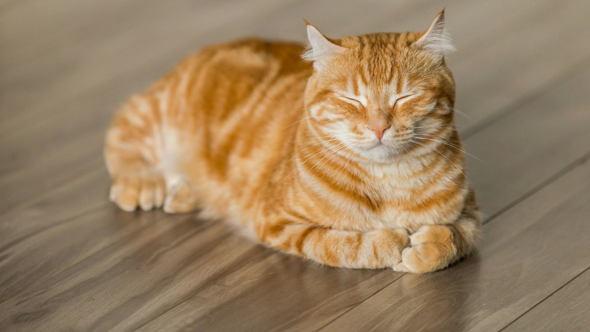 orange tabby cat on brown parquet floor