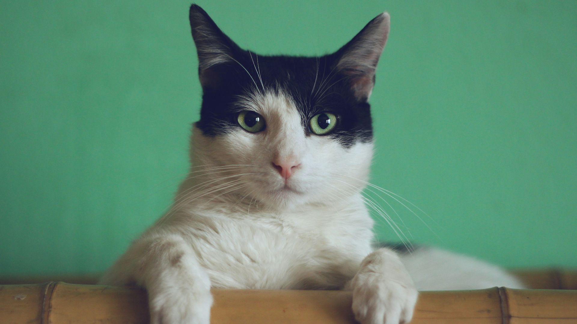 black and white cat lying on brown bamboo chair inside room