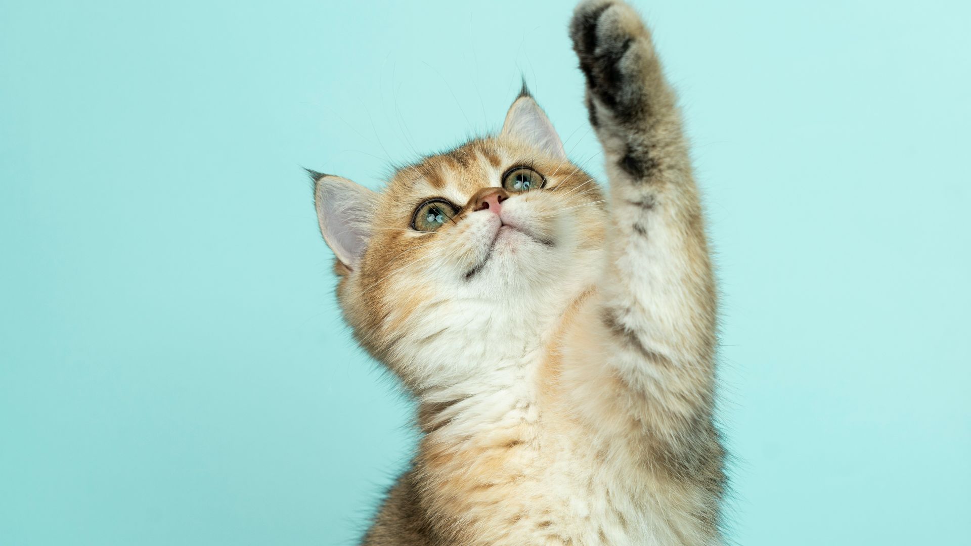 white and brown long fur cat