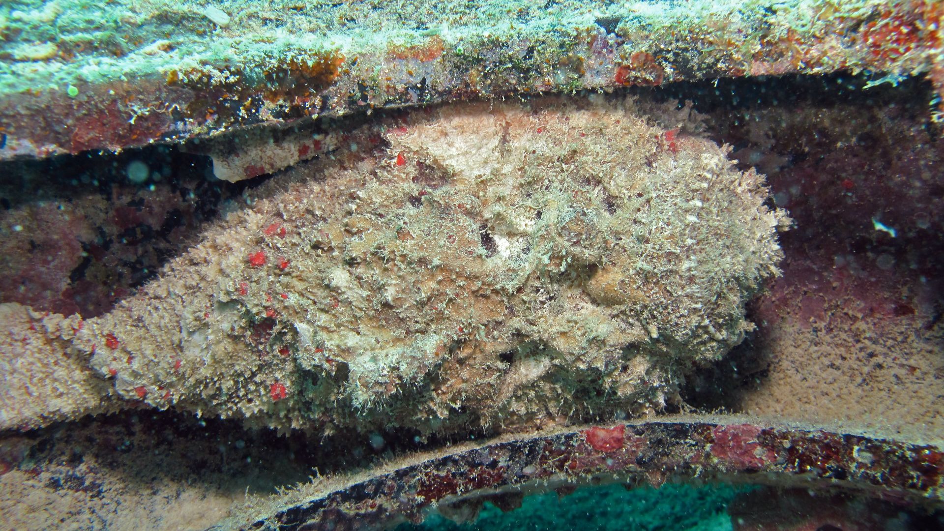 File:Stonefish (Synanceia verrucosa) (6103611628).jpg