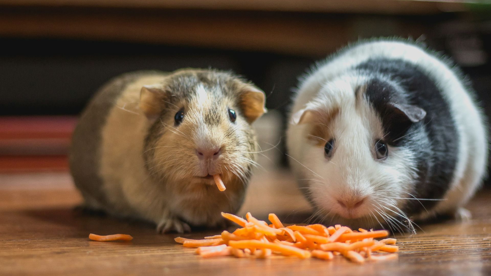 two guinea pigs eating carrot
