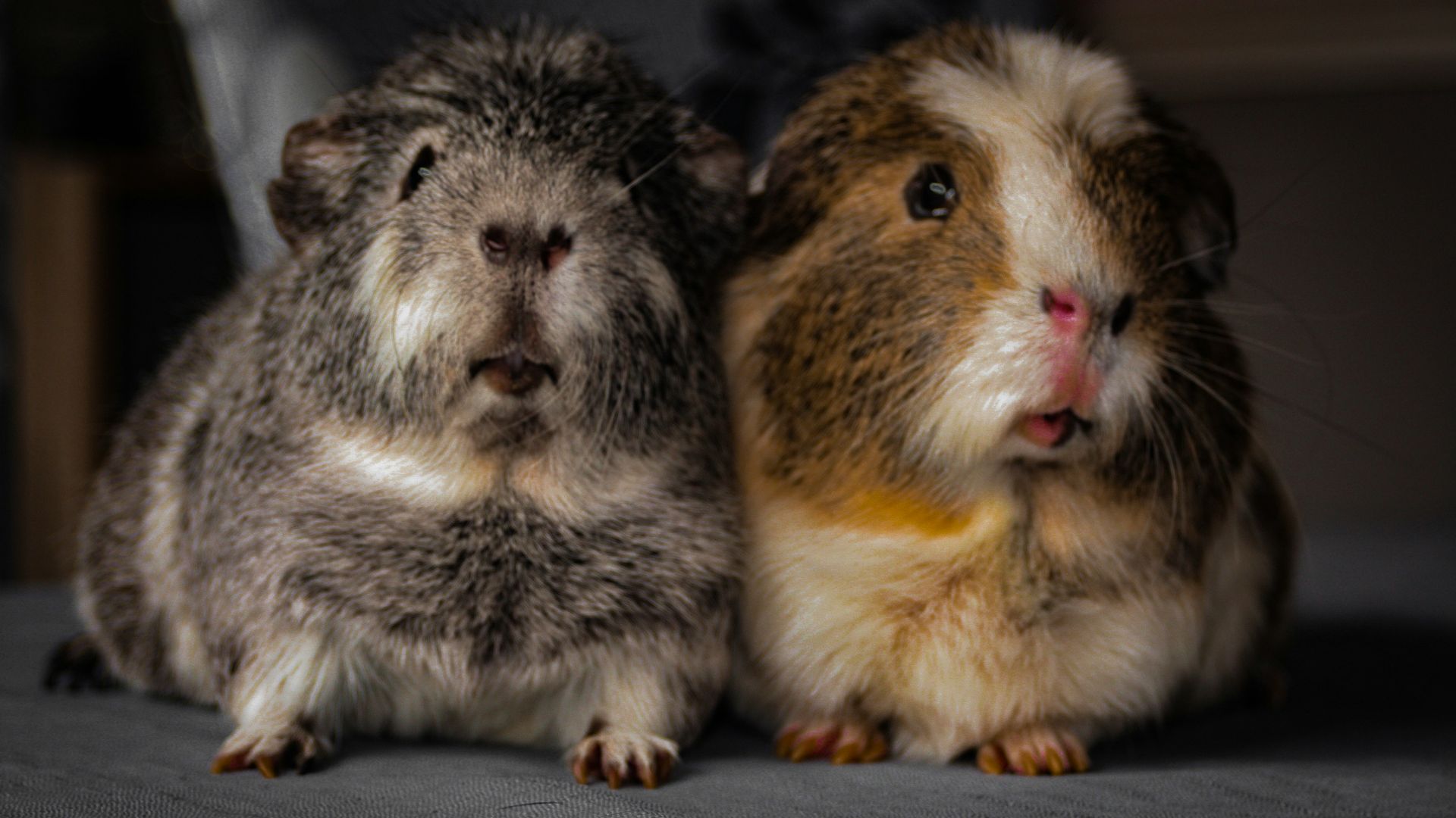 A couple of animals sitting on top of a bed