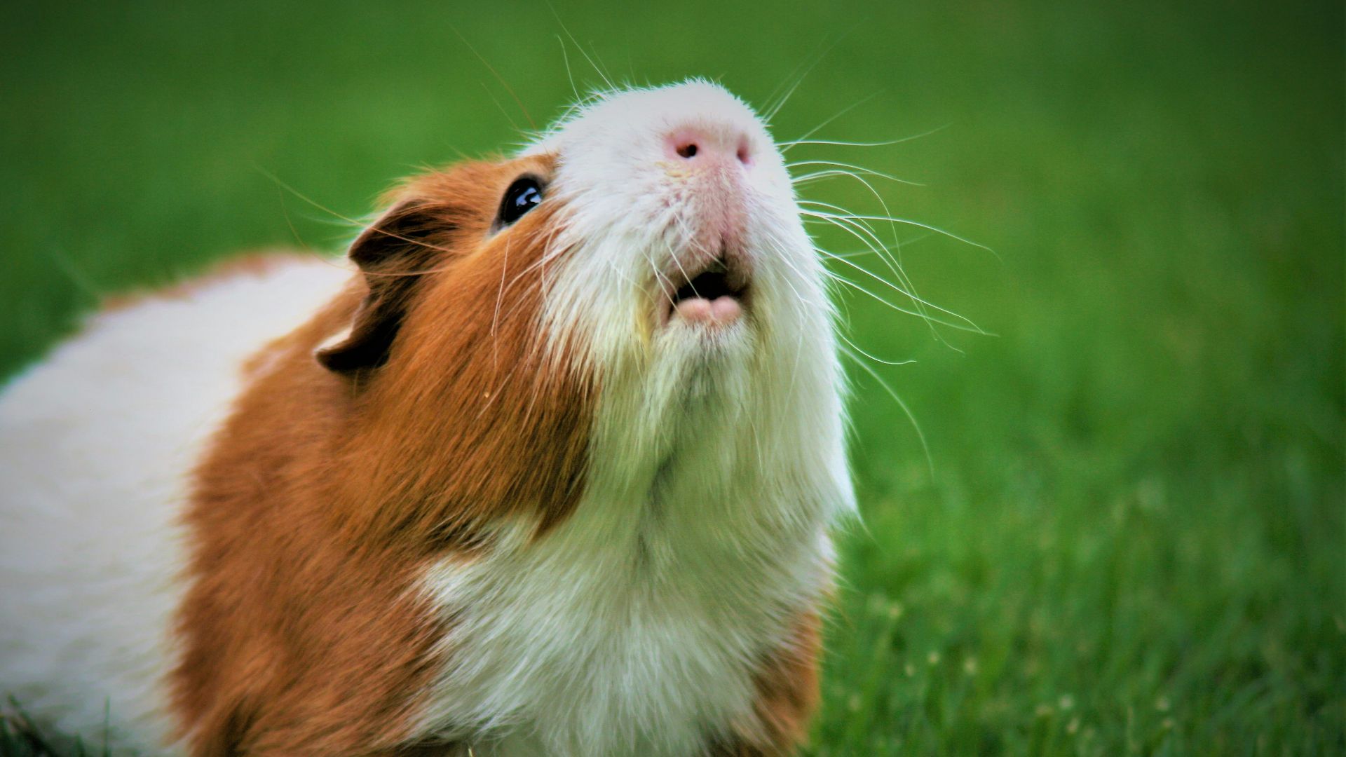 shallow focus photography of brown and white guinea pig