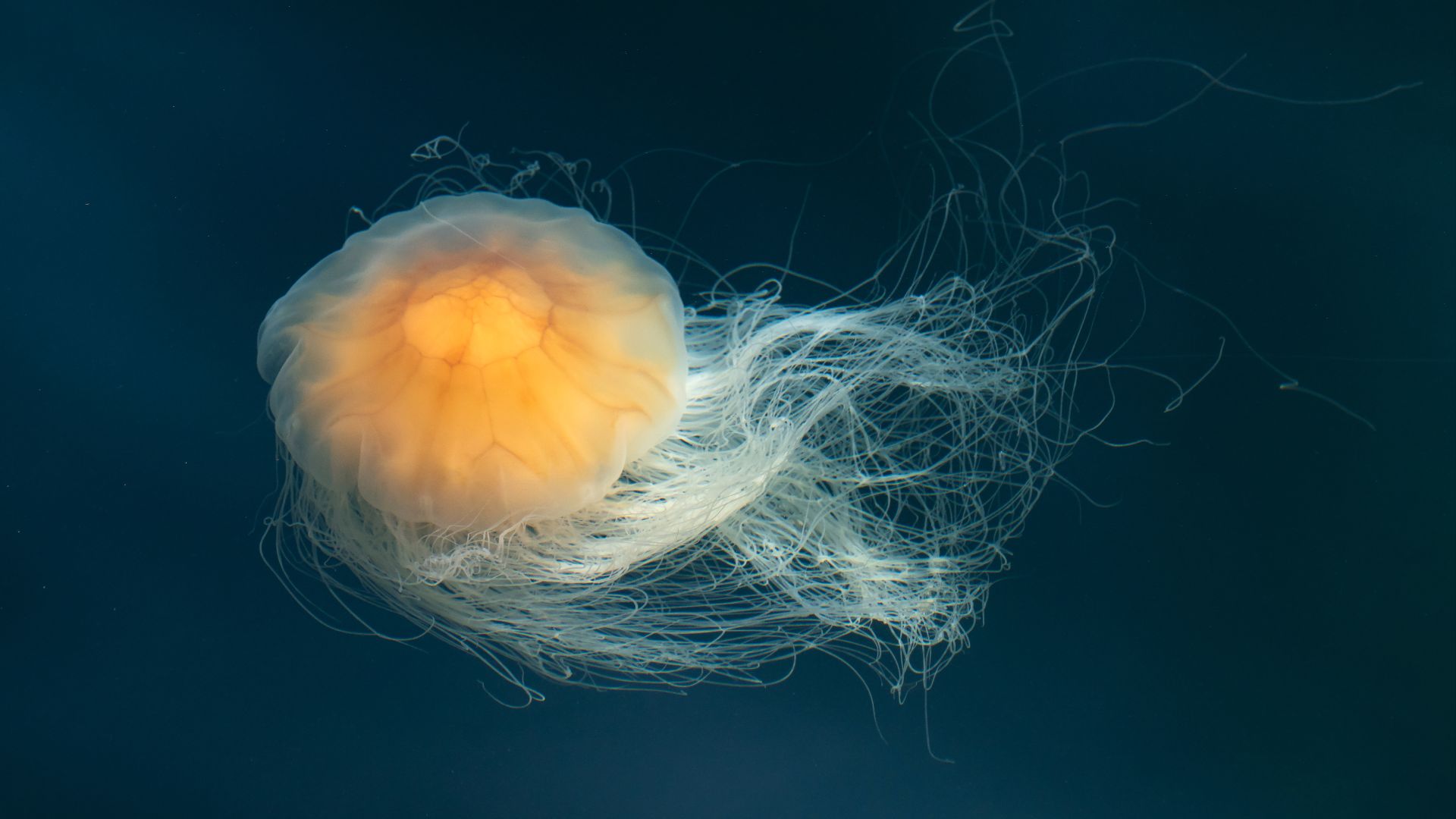 File:Lion's mane jellyfish in Gullmarn fjord at Sämstad 3.jpg