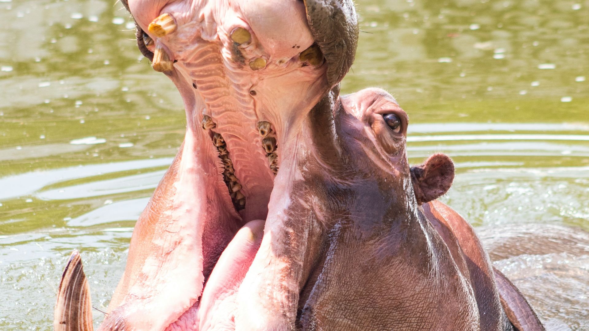 a hippopotamus in a body of water with its mouth open