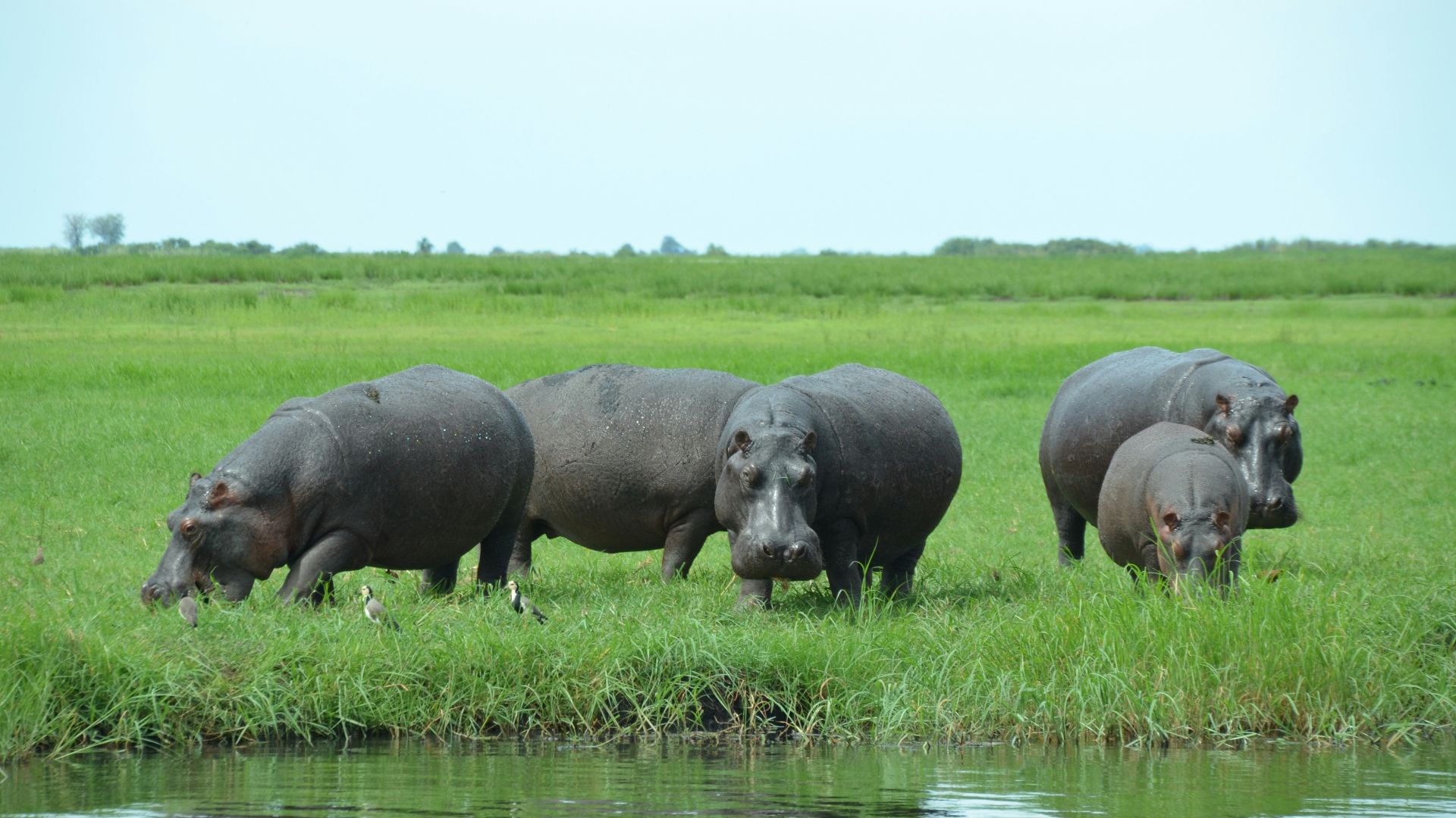 a group of hippopotamus standing next to a body of water