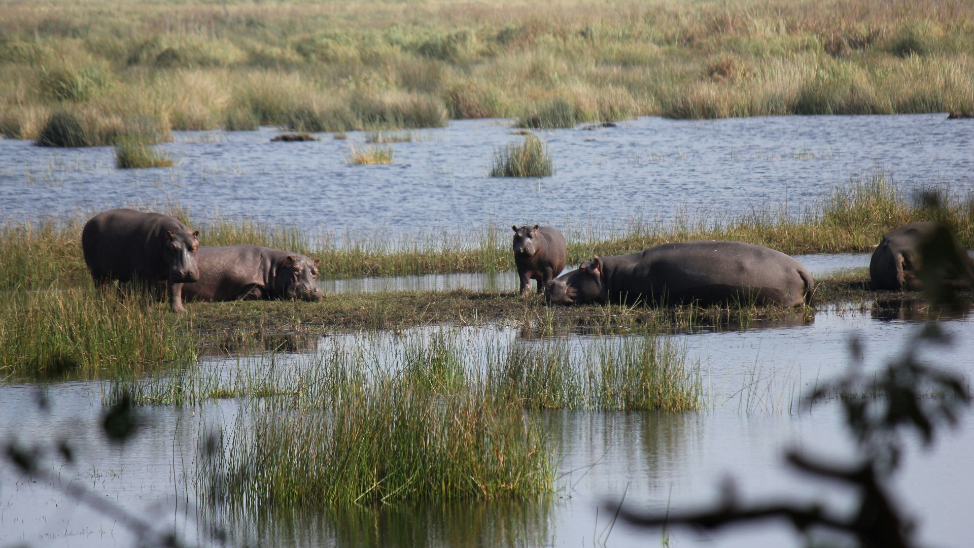 elephants in the water