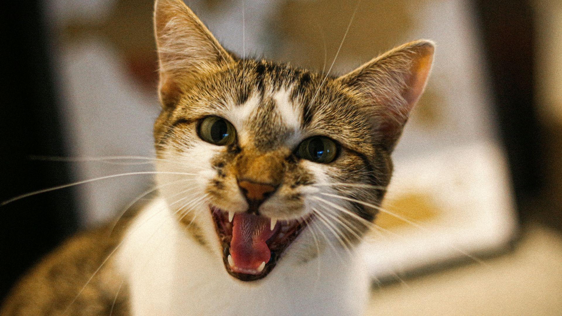 white and brown cat with mouth open