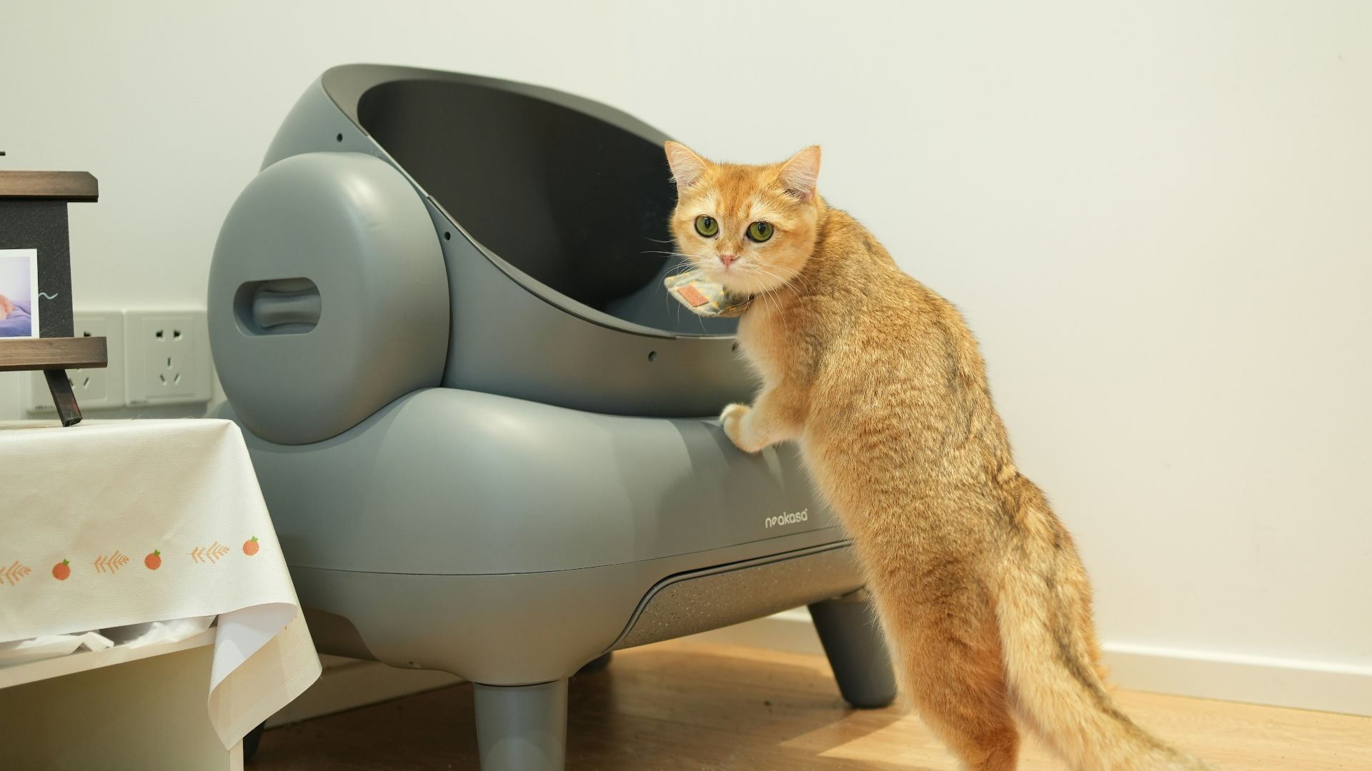 A cat standing on its hind legs in front of a TV