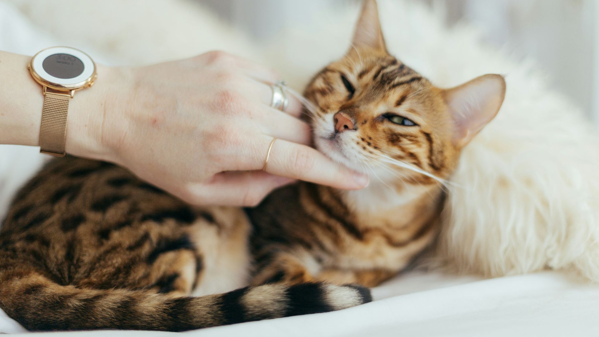 person holding brown cat on white textile