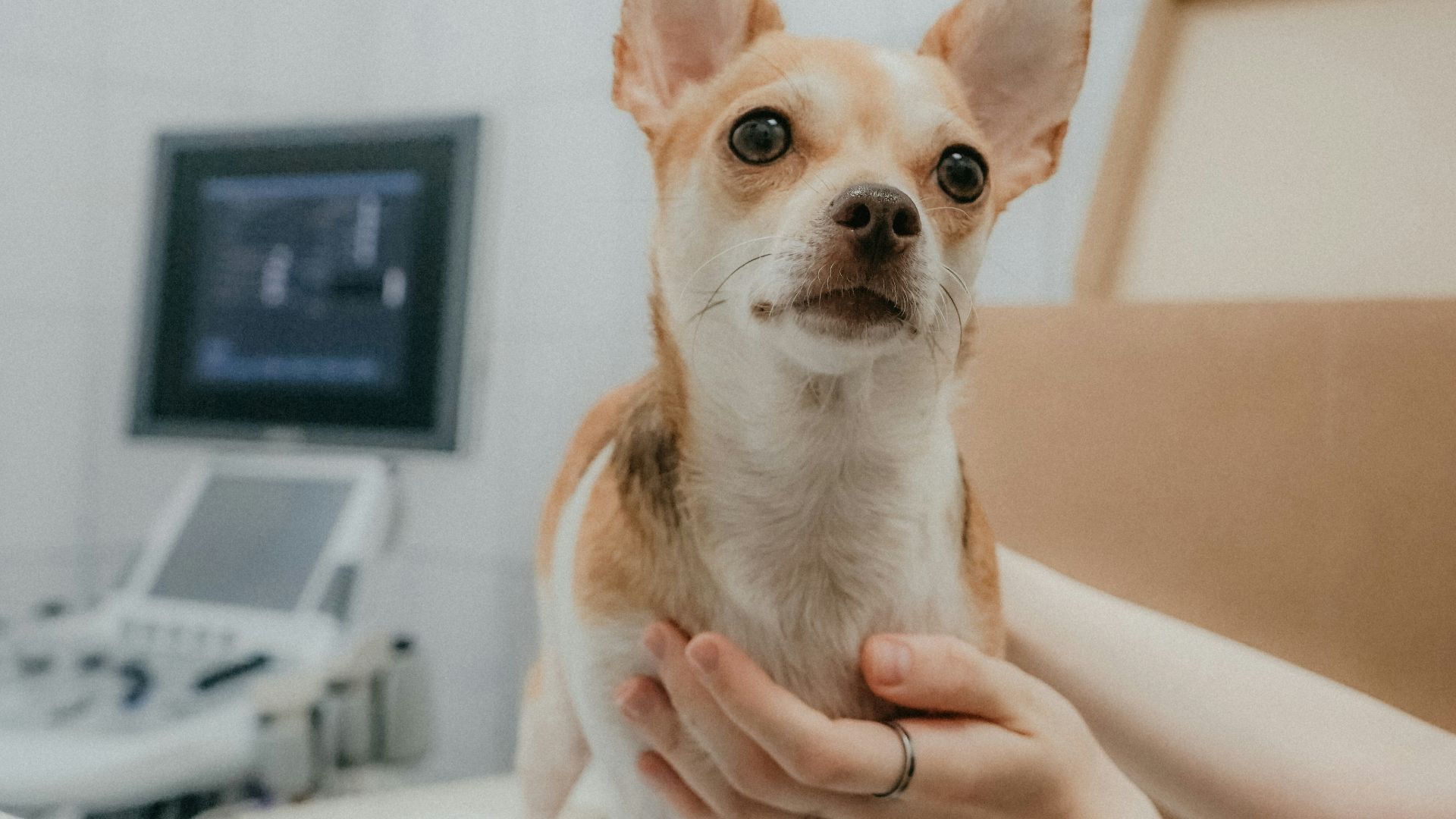 a person holding a dog