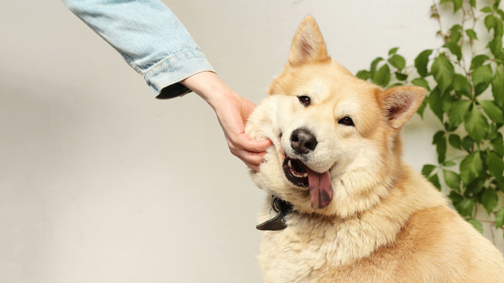 17830124849a9ace0e66e7aefb6069ababc891a0fdab1020ff.jpeg
