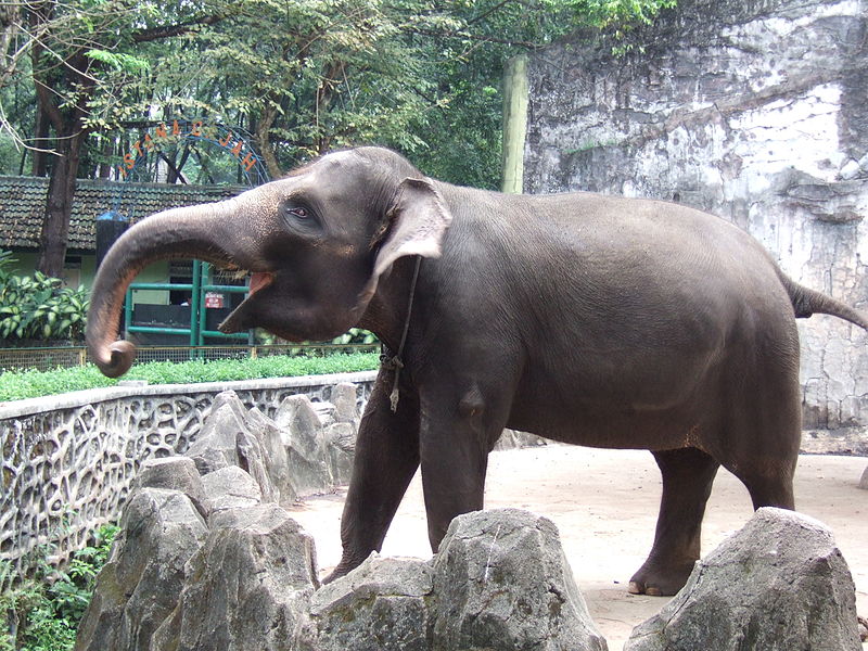 800px-Sumatran_elephant_Elephas_maximus_sumatranus_Ragunan_Zoo.jpg