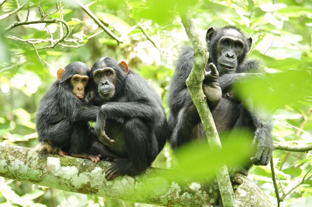 Chimpanzees_in_Uganda_5984913059-1024x681.jpg