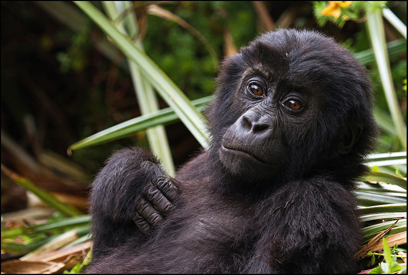 Eastern_Lowland_Gorilla_Infant_in_Kahuzi_Biega_National_Park.jpg