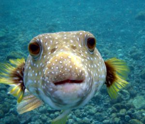 Puffer_Fish_DSC01257-1-300x257.jpg
