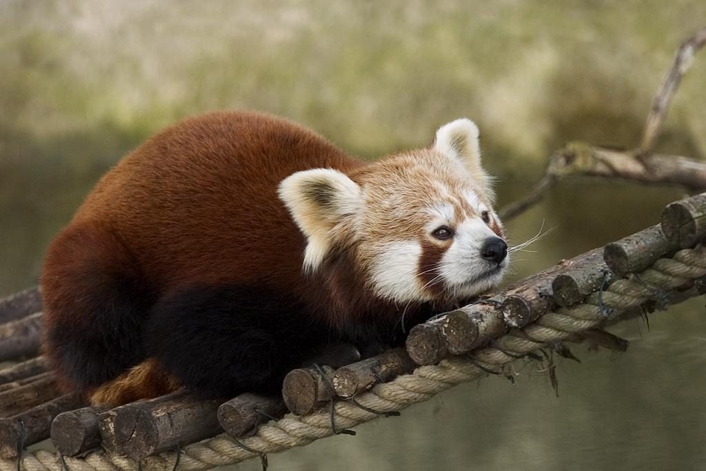 Red_Panda-1024x683.jpg