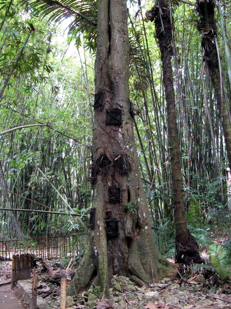 Tree_Burial_Tana_Toraja_1442-768x1024.jpg