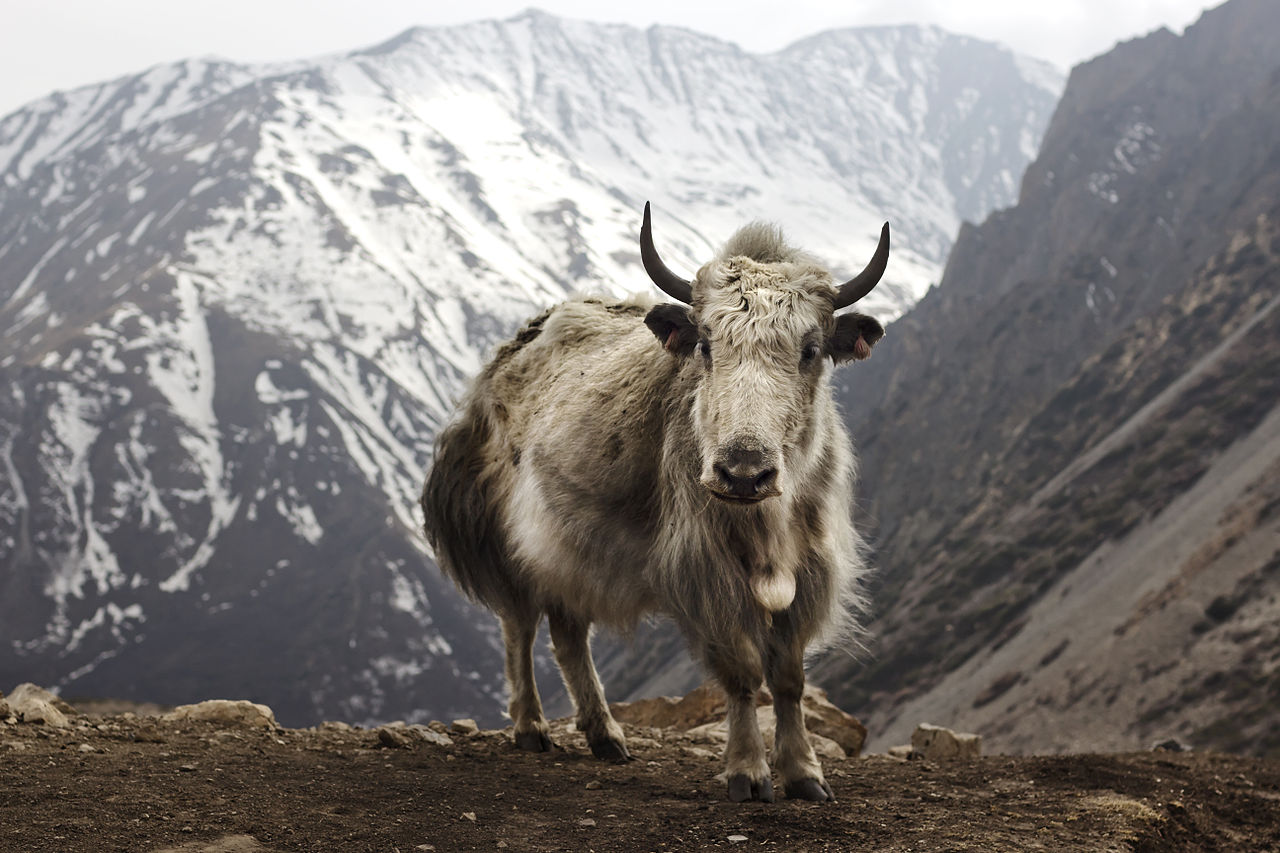 1280px-bos_grunniens_at_letdar_on_annapurna_circuit-1527716341498.jpg