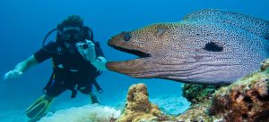 Giant-Moray-Eels-Gymnothorax-javanicus-300x137.jpg