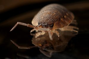 bed-bug-blood-sucker-bug-35804-300x200.jpg