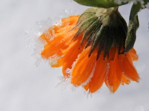 marigold-1148515-300x223.jpg