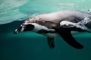 penguin-2203693-300x199.jpg