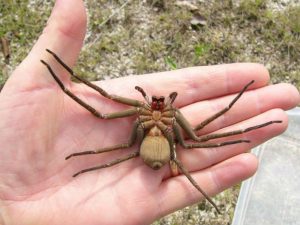 travel_spider-1528043639287-300x225.jpg